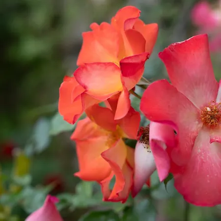 Light Stadium * טאורמינה